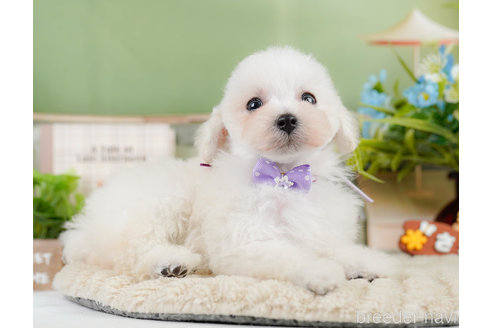 成約済の神奈川県のタイニープードル-322868の10枚目