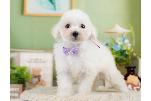 成約済の神奈川県のタイニープードル-322868の9枚目