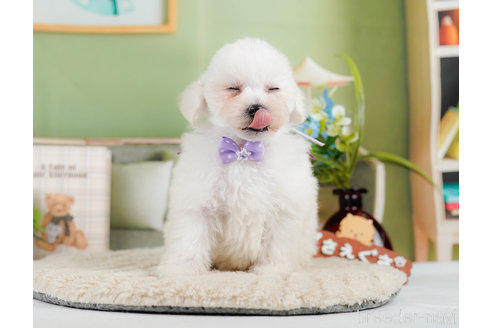 成約済の神奈川県のタイニープードル-322868の8枚目