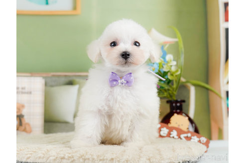 成約済の神奈川県のタイニープードル-322868の7枚目