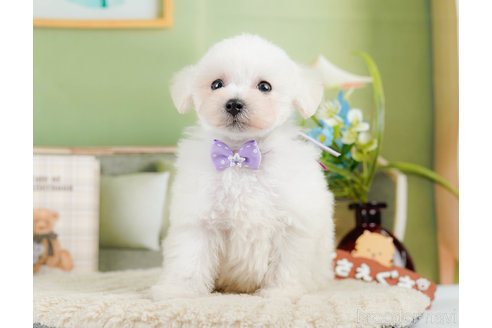 成約済の神奈川県のタイニープードル-322868の6枚目