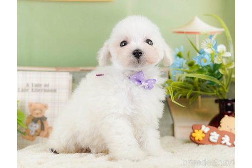 成約済の神奈川県のタイニープードル-322868の5枚目