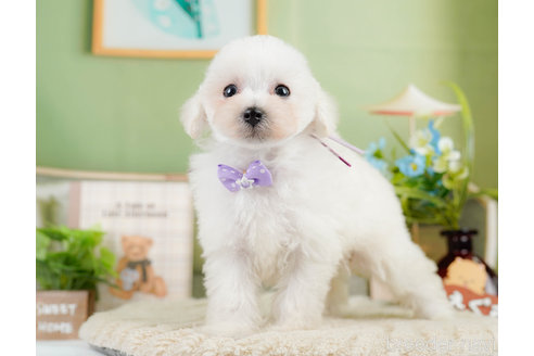 成約済の神奈川県のタイニープードル-322868の4枚目