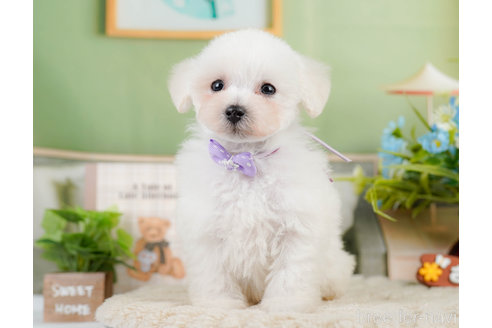 成約済の神奈川県のタイニープードル-322868の3枚目