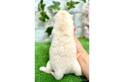 成約済の埼玉県のミックス犬-322869の6枚目