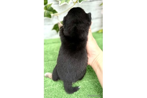 成約済の埼玉県のミックス犬-322871の5枚目