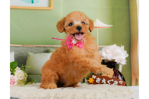 成約済の神奈川県のタイニープードル-322872の13枚目