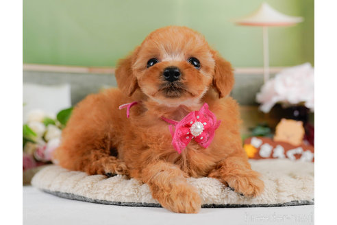 成約済の神奈川県のタイニープードル-322872の10枚目