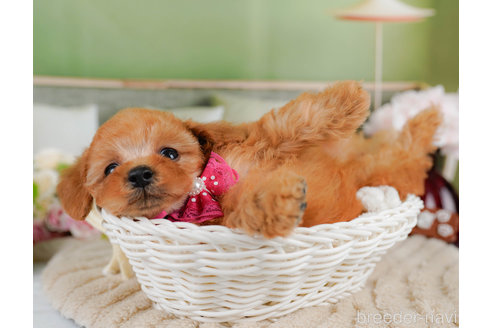 成約済の神奈川県のタイニープードル-322872の5枚目