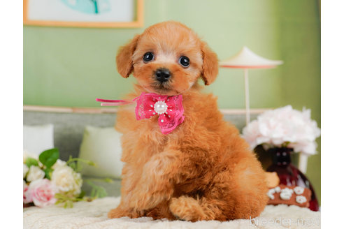 成約済の神奈川県のタイニープードル-322872の1枚目