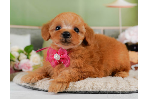 成約済の神奈川県のタイニープードル-322872の4枚目