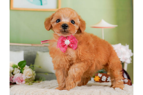 成約済の神奈川県のタイニープードル-322872の3枚目