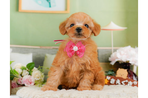 成約済の神奈川県のタイニープードル-322872の2枚目