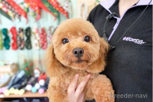 よもぎちゃん1枚目