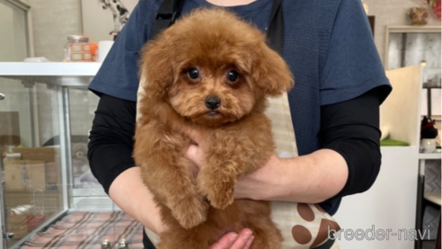 成約済の山口県のトイプードル-322878の1枚目
