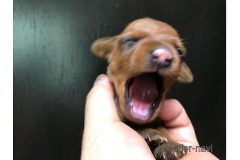 成約済の埼玉県のミニチュアピンシャー(ミニピン)-320084の3枚目