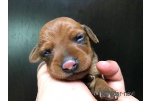 成約済の埼玉県のミニチュアピンシャー(ミニピン)-320084の2枚目