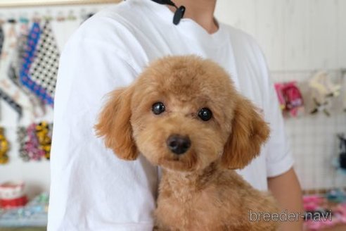 おこげくん1枚目
