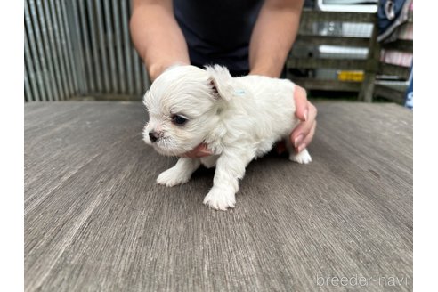 佐賀県のチワマル:チワワ×マルチーズ｜男の子・2024/06/15生まれ