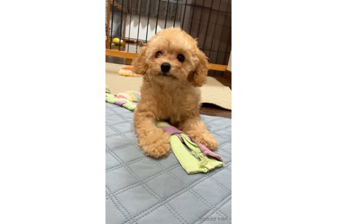 成約済の滋賀県のトイプードル-310732の9枚目