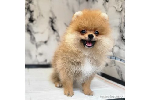成約済の茨城県のポメラニアン-315642の8枚目