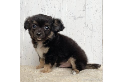 成約済の千葉県のミックス犬-318737の5枚目