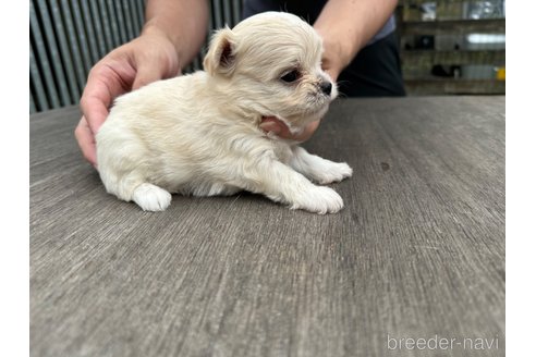 成約済の佐賀県のチワマル:チワワ×マルチーズ-322912の7枚目