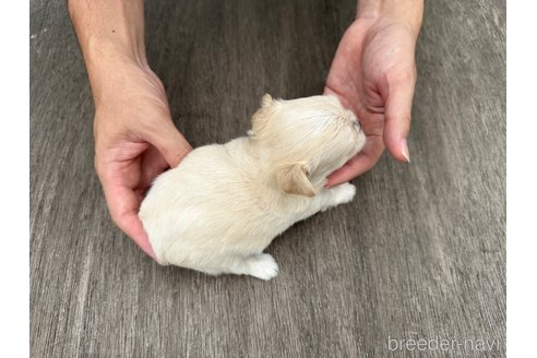 成約済の佐賀県のチワマル:チワワ×マルチーズ-322912の9枚目