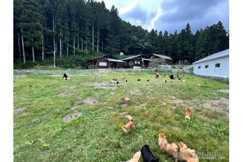 成約済の群馬県のトイプードル-315788の2枚目