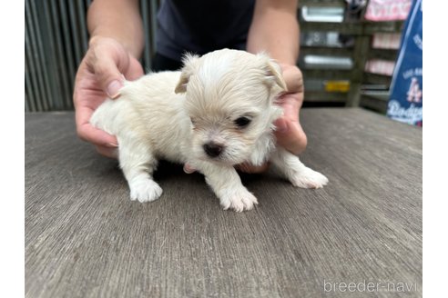 成約済の佐賀県のチワマル:チワワ×マルチーズ-322914の8枚目