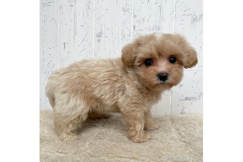 成約済の千葉県のマルプー:マルチーズ×トイプードル-321427の2枚目
