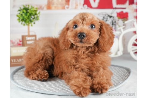 成約済の茨城県のトイプードル-322921の4枚目