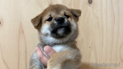 成約済の長野県の柴犬-322924