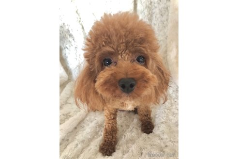 ランちゃん1枚目