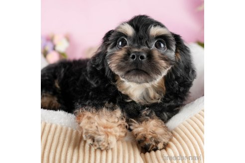 成約済の茨城県のミックス犬-322926の7枚目