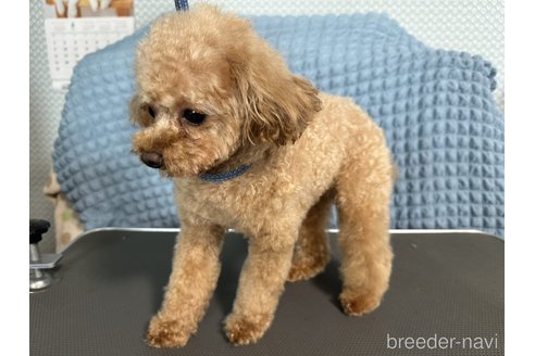 ビーバーくん1枚目