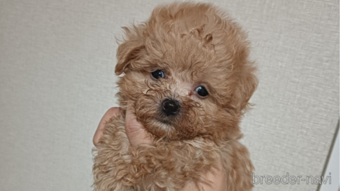 成約済の山口県のマルプー:マルチーズ×トイプードル-320264の2枚目
