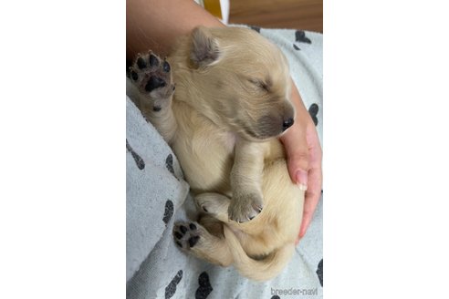 成約済の愛知県のゴールデンレトリーバー-321695の10枚目