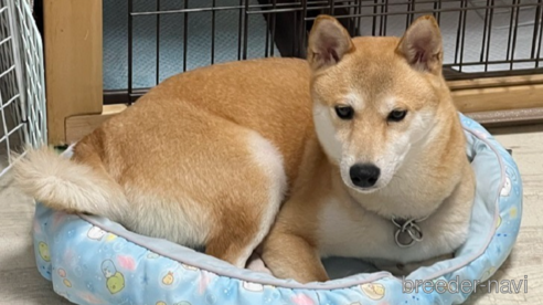 ちまりちゃん1枚目