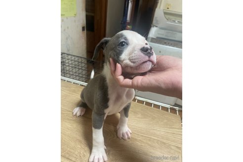 成約済の佐賀県のアメリカンピットブルテリア-312785の3枚目