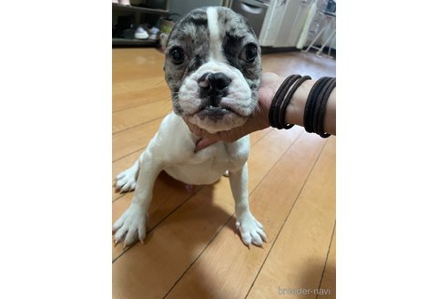 成約済の佐賀県のミックス犬-313912の11枚目