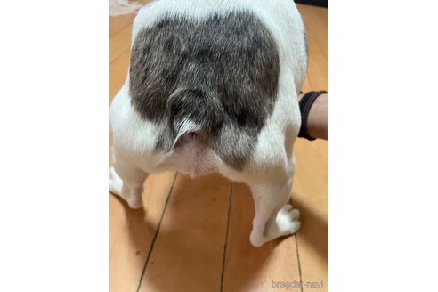 成約済の佐賀県のミックス犬-313912の10枚目