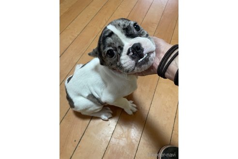 成約済の佐賀県のミックス犬-313912の8枚目