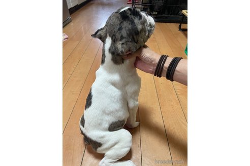 成約済の佐賀県のミックス犬-313912の7枚目