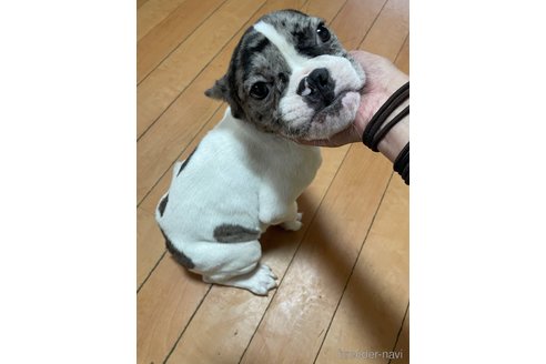 成約済の佐賀県のミックス犬-313912の6枚目