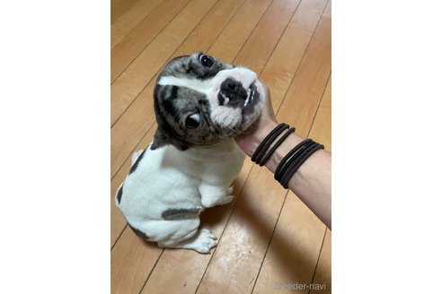 成約済の佐賀県のミックス犬-313912の5枚目