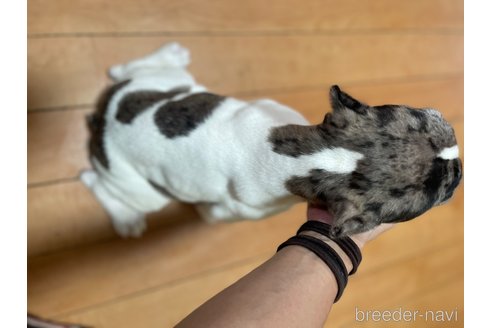 成約済の佐賀県のミックス犬-313912の4枚目