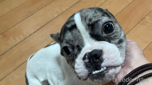 成約済の佐賀県のミックス犬-313912の1枚目