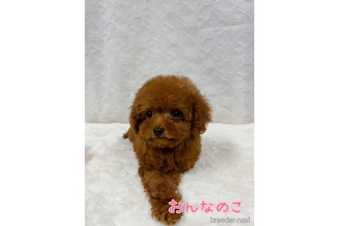 成約済の岡山県のトイプードル-322963の2枚目