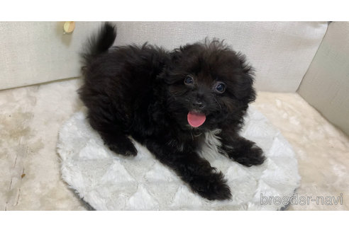 成約済の東京都のミックス犬-313008の16枚目